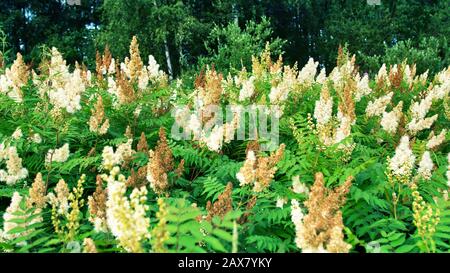 Spiraea à feuilles étroites (Spiraea alba) dans un pré dans une clairière de la forêt Banque D'Images