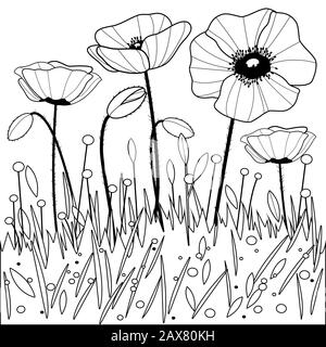 Illustration avec des coquelicots et de l'herbe. Page de coloriage noir et blanc Banque D'Images