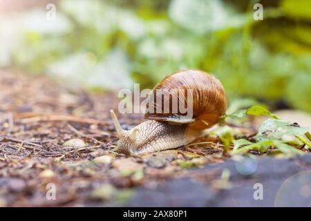 Un grand escargot brun se glisse dans la forêt, jour ensoleillé Banque D'Images