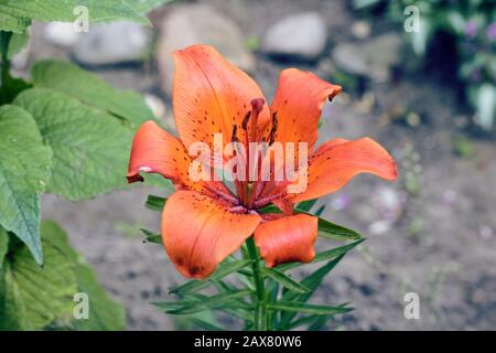 Tigre d'Orenge lily sur le fond de la terre et des plantes, fleur Banque D'Images