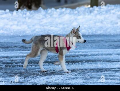 Manitowoc, WI USA 10 février 2020: Chien. Chiot husky sibérien, chien aux couleurs vives des yeux sur la neige. Chez les chiens, ce phénomène est appelé Heterochromia. Banque D'Images