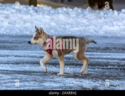 Manitowoc, WI USA 10 février 2020: Chien. Chiot husky sibérien, chien aux couleurs vives des yeux sur la neige. Chez les chiens, ce phénomène est appelé Heterochromia. Banque D'Images