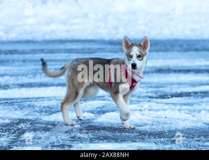 Manitowoc, WI USA 10 février 2020: Chien. Chiot husky sibérien, chien aux couleurs vives des yeux sur la neige. Chez les chiens, ce phénomène est appelé Heterochromia. Banque D'Images