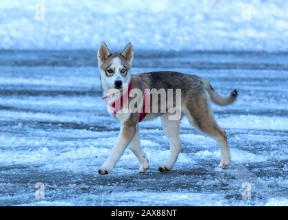 Manitowoc, WI USA 10 février 2020: Chien. Chiot husky sibérien, chien aux couleurs vives des yeux sur la neige. Chez les chiens, ce phénomène est appelé Heterochromia. Banque D'Images