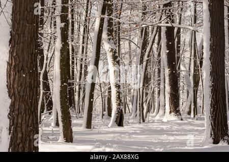 Forêt. Forêt enneigée dans le parc national du Wisconsin Banque D'Images