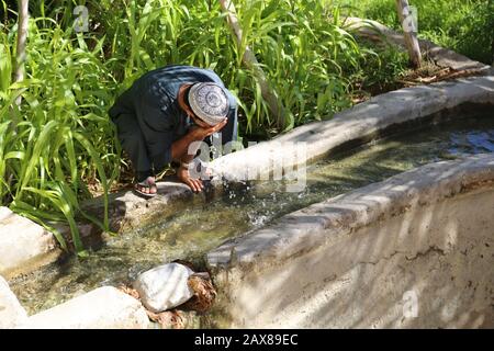 Boire de l'eau dans l'oasis, un geste encore aujourd'hui égal à celui fait par les anciens habitants d'Al Hamra dans les temps passés Banque D'Images