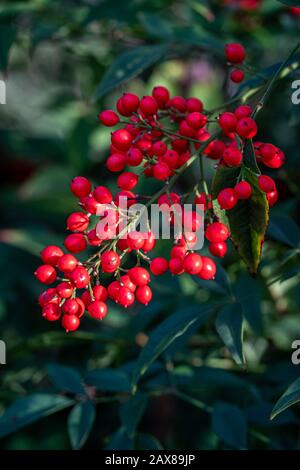 Baies rouges vives (Berberidaceae) sur une branche verte Banque D'Images