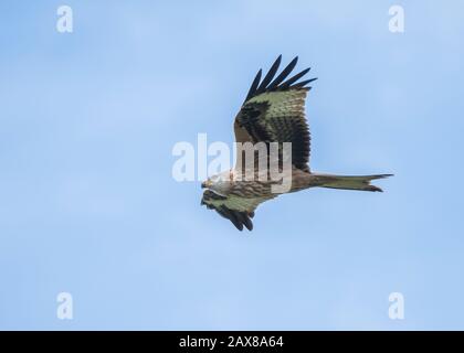 Kite rouge (Milvus milvus), iin vol, Dumfries et Galloway, SW Scotland Banque D'Images