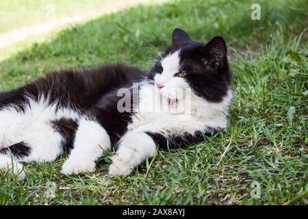 Chat Noir Avec Pattes Blanches Photo Stock Alamy