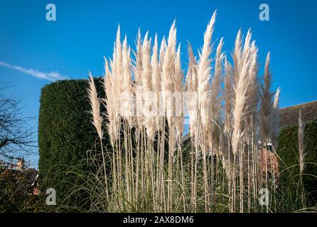 Des panaches blanches à la fois crémeuses et majestueux d'herbe de pamplas fleuries lors d'une journée ensoleillée dans un jardin anglais Cortaderia selloana. Banque D'Images