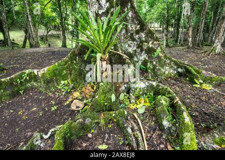 Base de l'arbre de céiba, Ceiba Pentandra, à Caracol, ruines mayas, forêt de Chiquibul, forêt tropicale dans le district de Cayo, Belize, Amérique centrale Banque D'Images