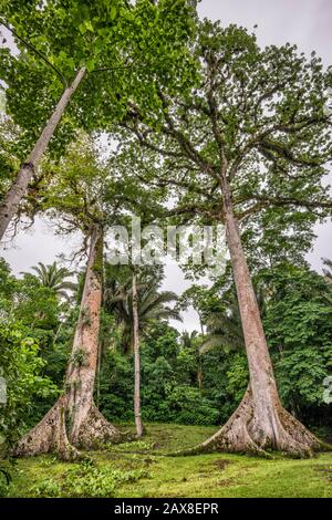 Ceiba Trees, Ceiba Pentandra, à Caracol, ruines mayas, forêt de Chiquibul, forêt tropicale dans le district de Cayo, Belize, Amérique centrale Banque D'Images