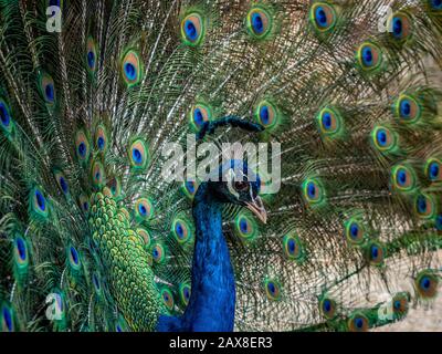 Paon indien mâle adulte ( Pavo cristatus) affichant ses plumes colorées Banque D'Images