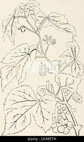 La revue américaine de l'horticulture et du fleuriste compagnon . NYCTOCALOS THOMSONI... Vitis HETEROPHYLLA {var HUMUHFOLIA.) Vine (Bot. MAG., T. 56 S 2). —Ampelideas. Une très jolie vigne japonaise, assez dure dans ce pays, et bien adaptée pour les murs de vêtements et les treillis. Les tiges sont de couleur rouge vif ; les feuilles ressemblent à celles du houblon ; les baies sont de couleur bleu pâle. Begojiia rosajlora, Begonia fleuri (Bot. MAG., T. 56 S0). — Begoniacées.Une Autre mensonia charmante, avec de grandes fleurs roses rosés. Il est sans pierres, avec des feuilles orbiculaires concaves portées sur des tiges rouges et des scapes à trois fleurs Banque D'Images