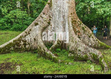 Touristes à la base de l'arbre de céiba, Ceiba Pentandra, à Caracol, ruines mayas, forêt de Chiquibul, forêt tropicale dans le district de Cayo, Belize, Amérique centrale Banque D'Images