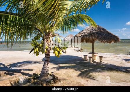 Palapas, palmiers sur la plage, baie de Checumal, Cerros Sands Resort, Playa de Cerros Maya, péninsule de Cerros, Corozal District, Belize, Amérique centrale Banque D'Images