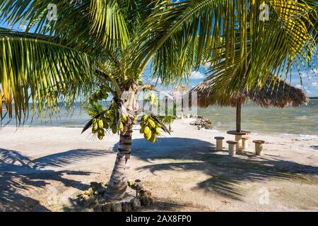 Palapas, palmiers sur la plage, baie de Checumal, Cerros Sands Resort, Playa de Cerros Maya, péninsule de Cerros, Corozal District, Belize, Amérique centrale Banque D'Images