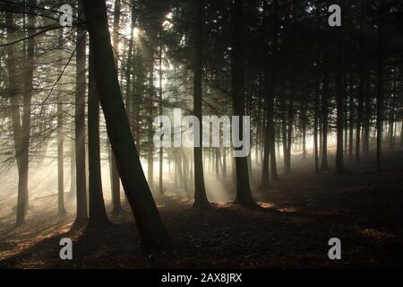 La lumière du soleil traverse des arbres un matin misteux à Worcestershire, au Royaume-Uni. Banque D'Images