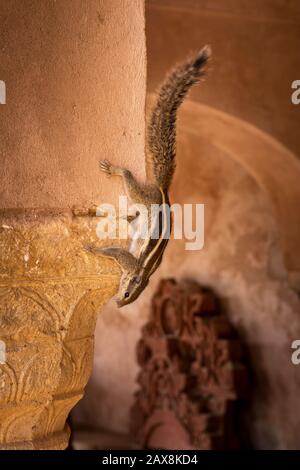 Inde, Rajasthan, Abhaneri, écureuil de palmier du nord (cinq écureuil de palmier à rayures indiennes) Funambulus pennantii Banque D'Images