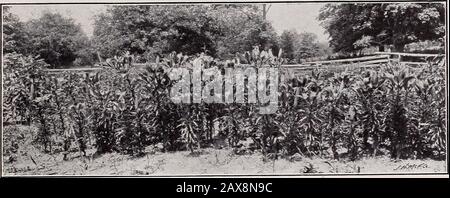 Horsford's Nurseries . erennal,et bien que les fleurs ne soient pas parfumées, likethe doux pea, ils sont très beau, et sera trouvé bien vaut la croissance. X., 12 cts.each, si.10 per doz.; P., 15 cts chacun, si.30 perdoz. Semences, 10 cts par pkt. LIATRIS. Gay Feather, Btjttox-xenakeroot.un groupe de plantes de la famille composite, avec des têtes de fleurs violettes ou presque blanches. Fine frontière, réussir dans tout bon sol. Liatrisare facilement cultivé à partir de graines et les dernières années. L. pycnostaltachya. Prairie, ou Kansas gay-plume. Pointes cylindriques longues de têtes de fleurs violettes-roses. X., 15 cts chacun, si.25 par Banque D'Images