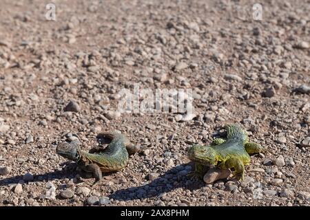 Deux lézard (lacertilia), un orange, un jaune, sur le désert pierreux, dans le désert du Sahara, au Maroc. Banque D'Images