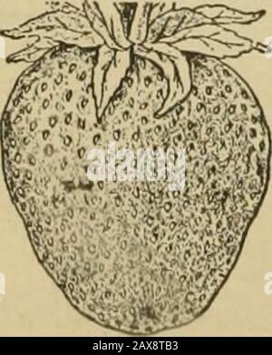 Glanings dans la culture des abeilles . 10 4 MOIS POUR l'abonnement d'essai cidZpfa Indique à aboul plantation, élagage, entoryinget sellingJruit et camion de jardin. Posez-Nous Vos Questions Difficiles. Nous conduisons ce service pour l'avantage spec-ial o( nos abonnés. Experts ans-wer toutes les questions par la poste et par le biais de thecolumns ol le magazine.Fruiliran et Gardener, IMMain Sl ML Vernon, la. Banque D'Images