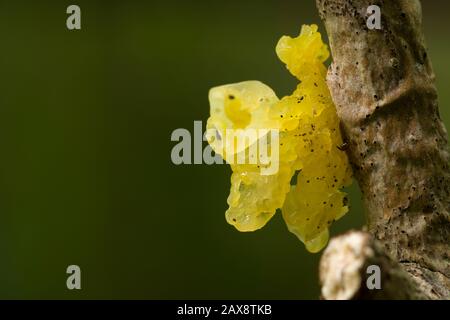 Champignon de la mye cérébrale (Tremella mesenterica) sur une branche d'arbre à la fin de l'été. Également connu sous le nom De Champignon de la gelée dorée, de beurre de Trembleur jaune ou de sorcières. Banque D'Images