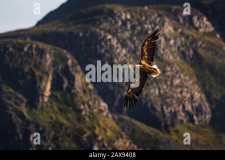 Aigle à queue blanche - Haliaetus albicilla, magnifique grand oiseau de proie des eaux nad des côtes européennes, île de Runde, Norvège. Banque D'Images
