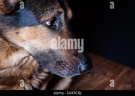 Portrait de clôture de chien de berger allemand. Look pensif intelligent. Banque D'Images