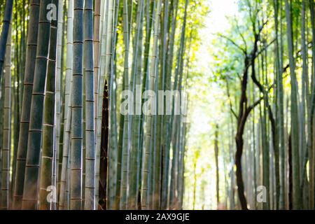 Arashiyama Bamboo Forest Dans Le Sud De Kyoto Japon Banque D'Images