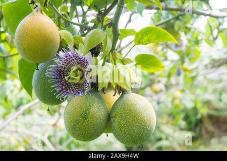 culture de fruits de passion, granadilla. Banque D'Images