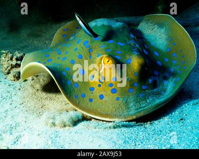 Une rame à pois bleus ou des caprices à rayons de lagon à travers le sable sur un récif à Marsa Alam, en Egypte. Banque D'Images