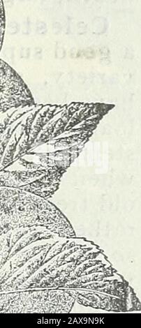 Catalogue de semences et manuel de jardin de Steckler pour les états du sud : 1902 . ^TSI. Banque D'Images