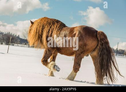 Portrait de l'Agar, Ceskomoravska vrchovina cheval belge en journée ensoleillée en hiver. cheval en hiver. République tchèque Banque D'Images