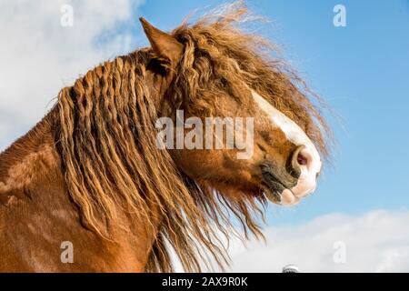 Portrait de l'Agar, Ceskomoravska vrchovina cheval belge en journée ensoleillée en hiver. cheval en hiver. République tchèque Banque D'Images