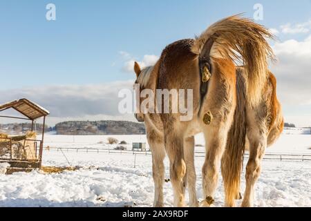Vue sur deux chevaux de derrière en hiver paysage d'une journée ensoleillée. Deux chevaux de baie sur la prairie. Cheval belge bohémien-morave en journée ensoleillée. Répub Tchèque Banque D'Images