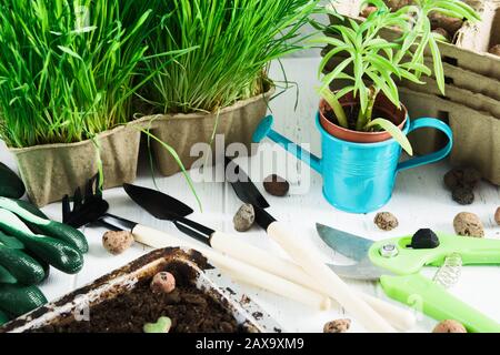 Divers accessoires et outils de jardinage avec gras vert et succulent sur table en bois blanc. Concept de jardinage à la maison Banque D'Images