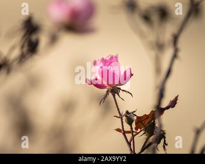 Gros plan d'une rose en plein soleil en hiver Banque D'Images