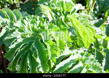 Gros plan d'une fleur de miel géante feuilles / Melianthus Major ( originaire d'Australie et de Nouvelle-Zélande) . Banque D'Images