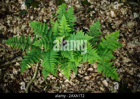 Variété de fougères sauvages cannelle ferm poussant dans une forêt Banque D'Images