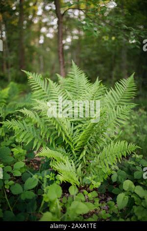 Variété de fougères sauvages cannelle ferm poussant dans une forêt Banque D'Images