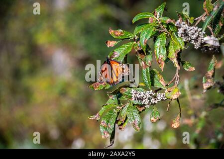 Une photo de gros plan d'un papillon Monarch sur une feuille verte au Mexique, avec de la place pour le texte Banque D'Images