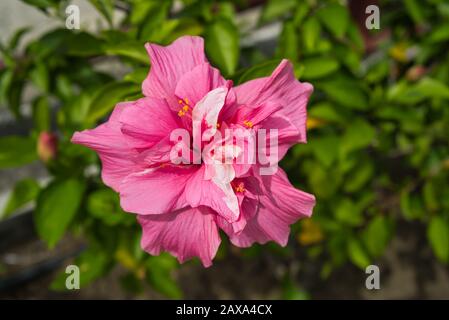 Gros plan de belles plantes fleuries au panama, hibiskus et panama hutte fleur Banque D'Images