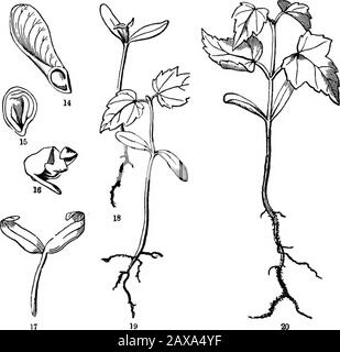 Les éléments de la botanique pour les débutants et pour les écoles . promptlyproduisaient, et ainsi de suite, 22. Un changement dans le plaici est fourni avec l'argent ou l'érable blanc doux.(Fig. 21-25). Cette fleur au printemps le plus tôt, et elle tombe ses grandes clés andripend seulement quelques semaines plus tard. Ses cotylédons n'ont pas du tout l'apparence des feuilles ; ils sont courts et larges, et (comme il n'y a pas de pièce à sauver par pliage) ils sont droits, sauf un petit pli en haut, — un vestige de l'habitude de Maples en général. Leur épaisseur inhabituelle est due Fig. 11.. Embryon de l'érable à sucre, sorti dans le sens de la longueur et sorti de la thes Banque D'Images