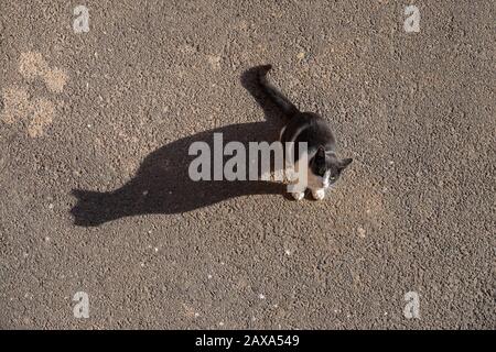 Chat noir et blanc sur tarmac avec grande ombre, Villajoyosa, Espagne Banque D'Images