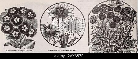 Catalogue descriptif annuel de Schvolonté : graines, arbres et plantes de haute classe . Médaille Du Prix Schwills Pansy. Petunia. Schwills Superbe Petunia. 10 1910 CATALOGUE DE GRAINES DE BLUFF CITY.. Mammoth Grand Phlox. PHLOX DRUMMONDII. L'un des plus beaux et les plus populaires de jardin an-nuals. Fait des lits très attrayants, et continue l'inbloom tout au long de l'été. SOW en avril dans le fond ouvert, ou peut être commencé plus tôt à l'intérieur.Phlox Drnmmondii Mixed—UN mélange splendide de toutes les couleurs. PKT., 4 c.Phlox, Mammoth Grande Floraison, Mixte—Les grandes fleurs sont une amélioration décidée sur le Drummondi, produci Banque D'Images