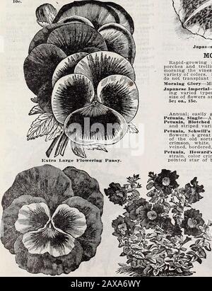 Catalogue descriptif annuel de Schvolonté : graines, arbres et plantes de haute classe . y fleurira bientôt. Chacun, 20 c ; 3 pour 50 c. PANSY. Facilement cultivé à partir de graines, toujours en fleur, très doux, joli et parfumé. Nos souches supérieures de Pansies arethe finest argent, soin et expérience peuvent produire.Pansy, Choix mixte—Notre propre mélange des variétés plus com-mon. Il contient une large gamme de marquages de sable couleur. PKT., 4 c.Pansy, Très Grande Floraison, Mixed—Notre mélange des meilleures variétés anglaises de Pansies. PKT., 10 c.Pansy, Schwills Superbe mixte — cela ne comprend pas les graines de Pansies géantes, mais aussi celles Banque D'Images