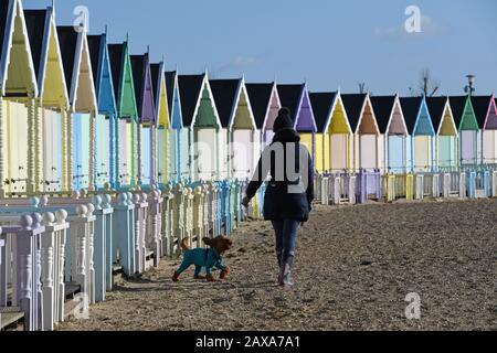 Une femme marche son chien près des huttes de plage sur Mersea Island, Essex, comme, ailleurs au Royaume-Uni, la pluie et le vent causés par la tempête Ciara a cédé la place à des quantités dangereuses de neige et de glace. Banque D'Images