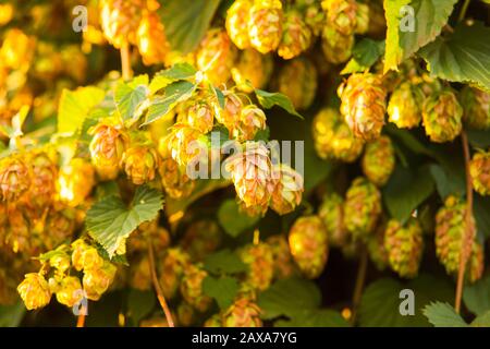 Cônes de houblon mûrs sur plantation contre la lumière vive du soleil d'été. Banque D'Images