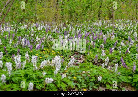 Paysage magique de forêt de printemps pittoresque de violette et blanche hollowroot Corydalis cava début de printemps fleurs sauvages en fleur Banque D'Images